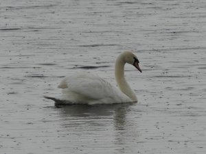 Vogelkunde für Kanuten – Chiemsee und Tiroler Ache