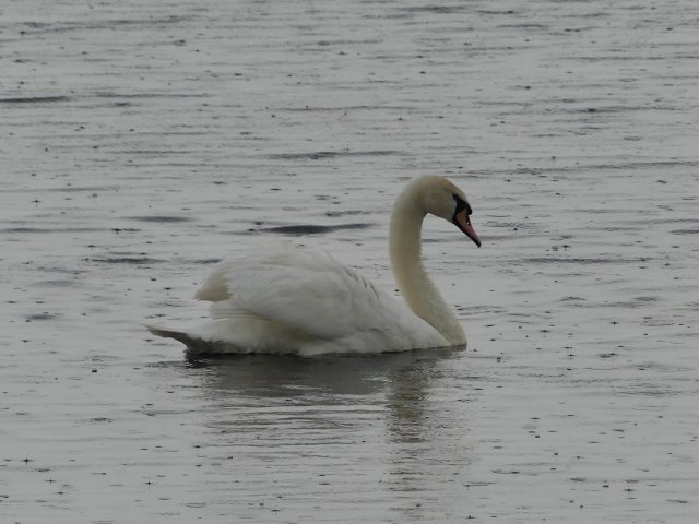 2_Schwan